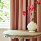 Pluto Carnation